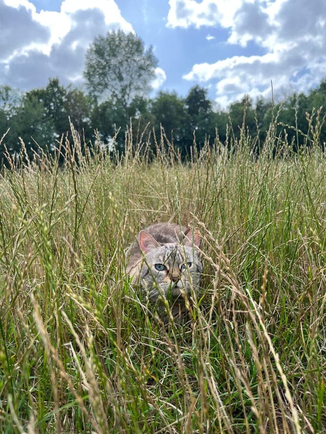 Le chat de Laury dans l'herbe