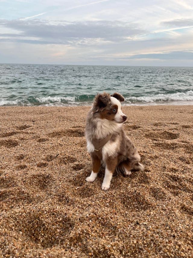 Le chien de Laury sur la plage